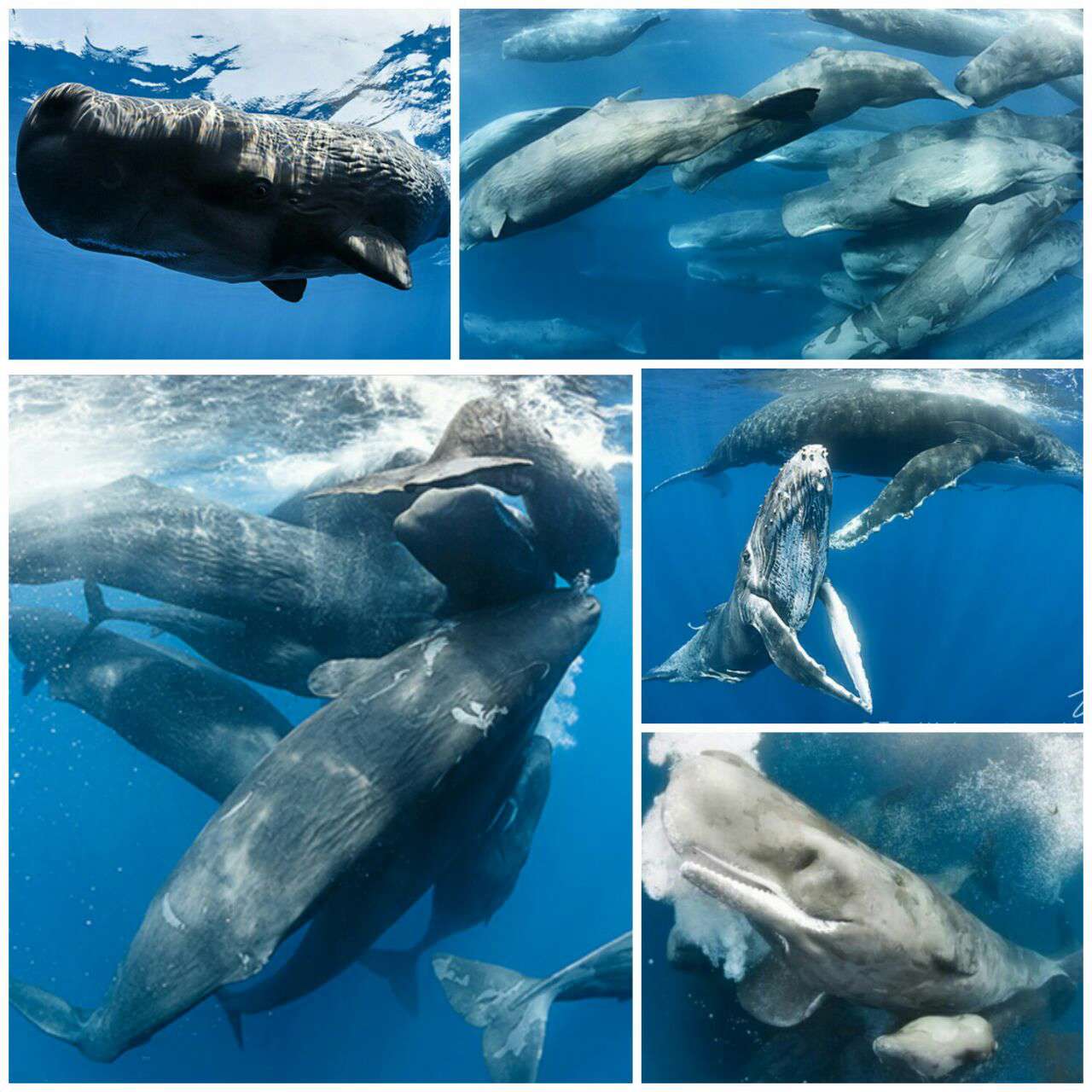جمع شدن نهنگ‌ها در اقیانوس هند